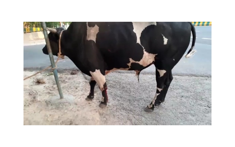 Nandi baba maggots wounds noida