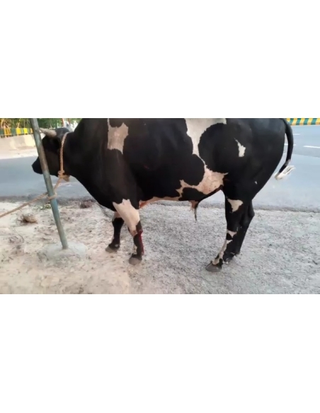 Nandi baba maggots wounds noida