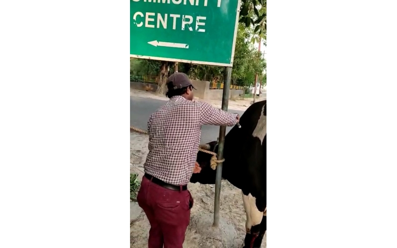 Nandi baba maggots wounds noida