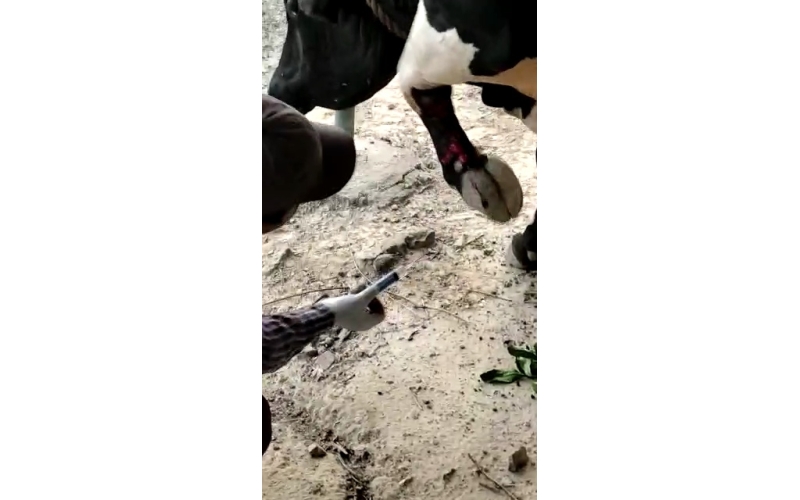 Nandi baba maggots wounds noida