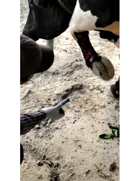 Nandi baba maggots wounds noida