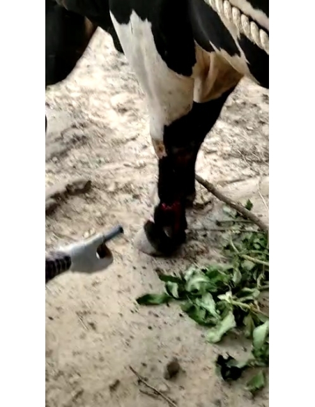 Nandi baba maggots wounds noida