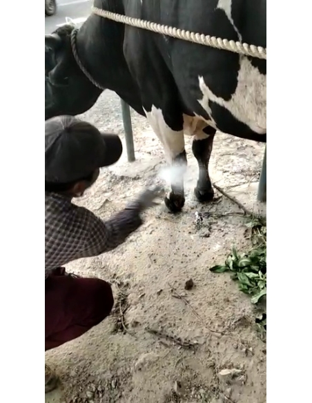 Nandi baba maggots wounds noida