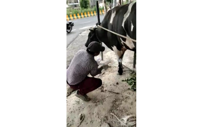 Nandi baba maggots wounds noida