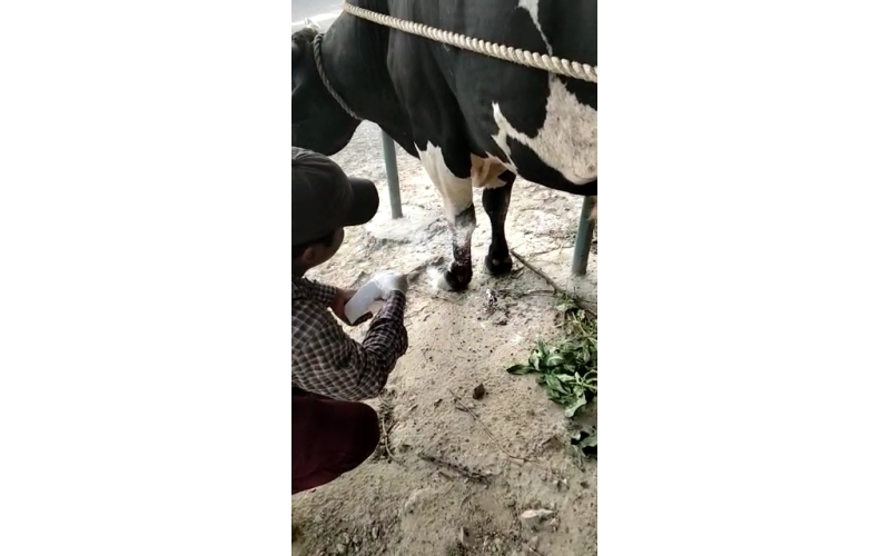 Nandi baba maggots wounds noida