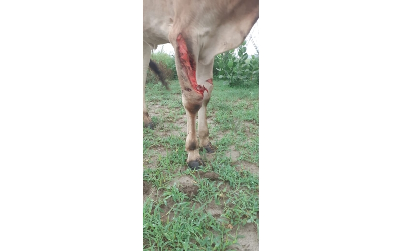 Baby Gaumata leg injured maggots wounds