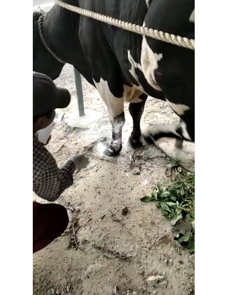 Nandi baba maggots wounds noida