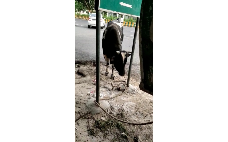 Nandi baba maggots wounds noida