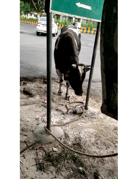 Nandi baba maggots wounds noida