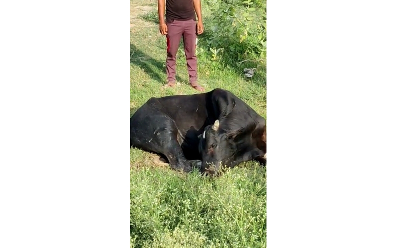 Nandi baba spine injured,  sector 78... Nandi baba spine injured,  sector 78...