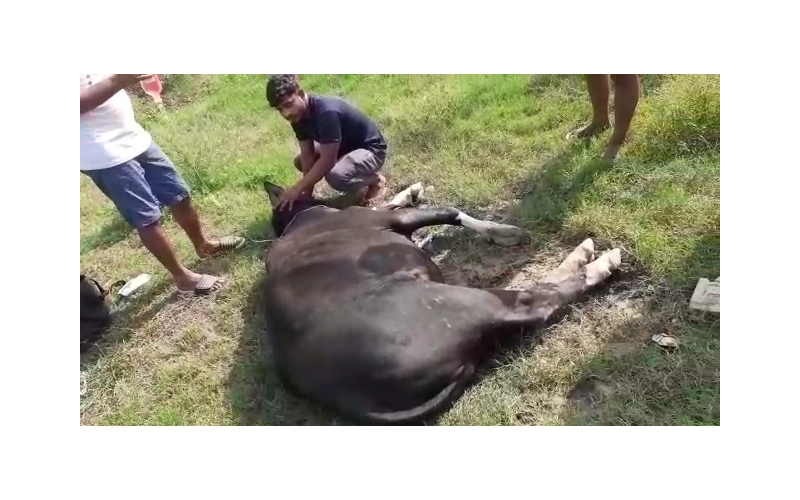 Nandi baba spine injured,  sector 78... Nandi baba spine injured,  sector 78...
