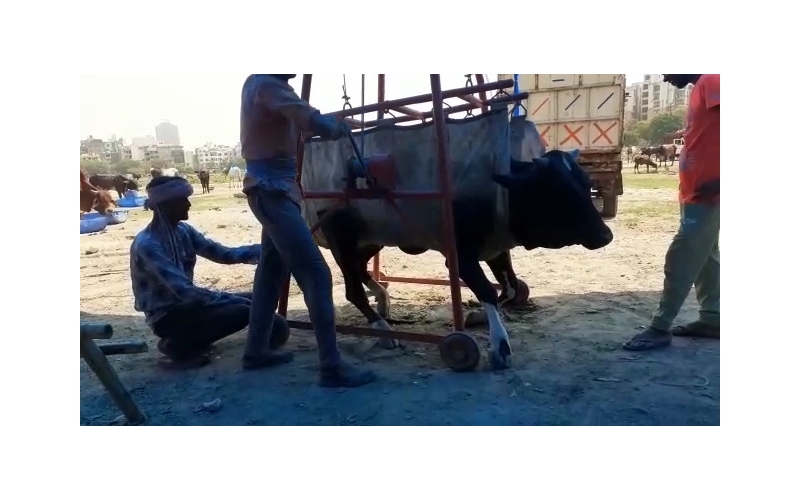Nandi baba spine injured,  sector 78... Nandi baba spine injured,  sector 78...