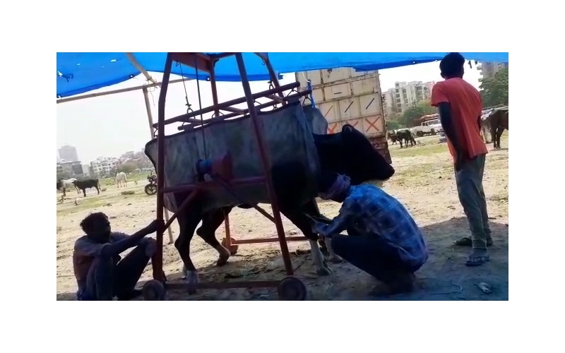 Nandi baba spine injured,  sector 78... Nandi baba spine injured,  sector 78...