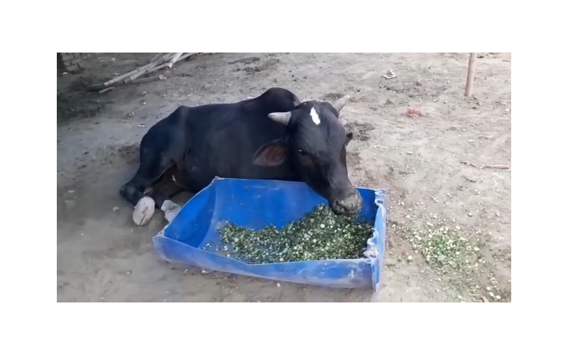 Nandi baba spine injured,  sector 78... Nandi baba spine injured,  sector 78...