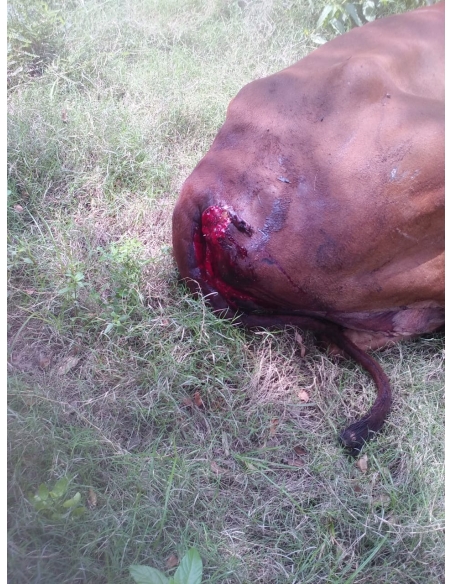 Gaumata Rear maggots wound