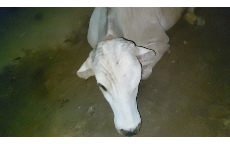 Gaumata baby spine injured,  sector...