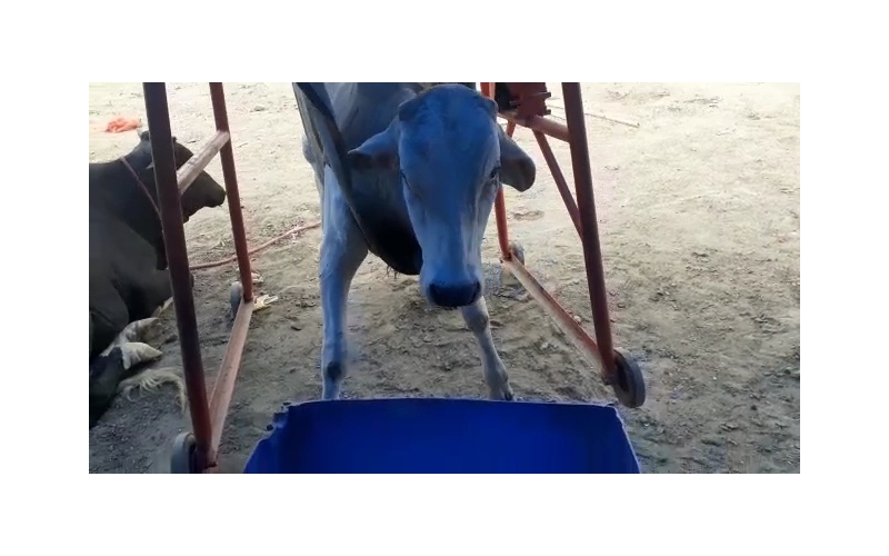 Gaumata baby spine injured,  sector...