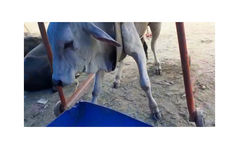 Gaumata baby spine injured,  sector...