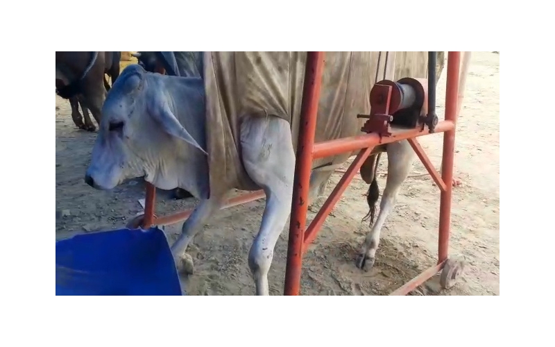 Gaumata baby spine injured,  sector...