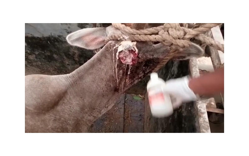 Gaumata ear maggots wounds Noida Gaumata ear maggots wounds Noida