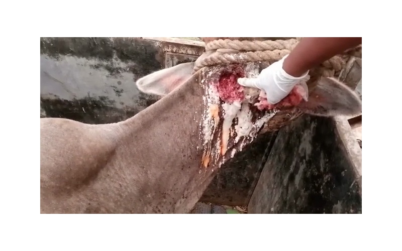 Gaumata ear maggots wounds Noida Gaumata ear maggots wounds Noida