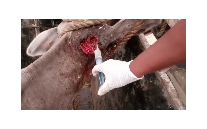 Gaumata ear maggots wounds Noida Gaumata ear maggots wounds Noida