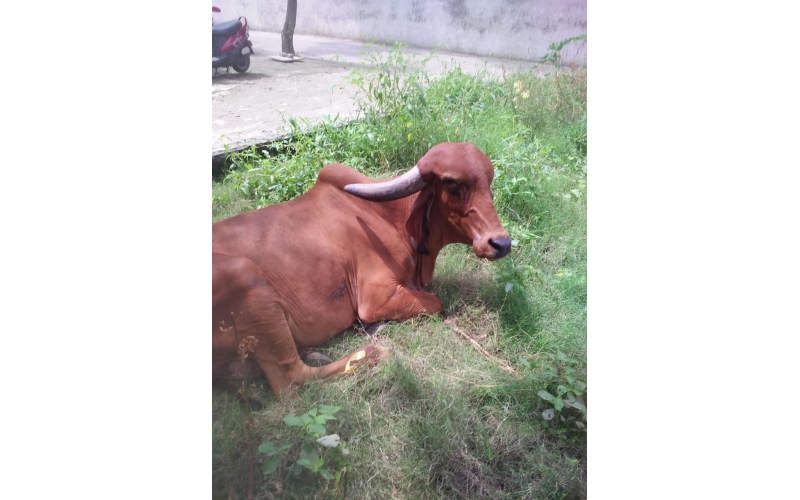 Gaumata Rear maggots wound Gaumata Rear maggots wound