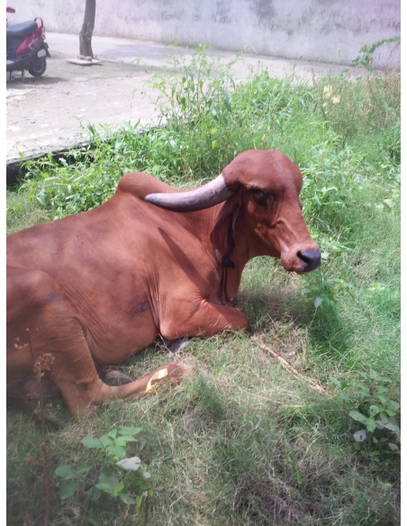 Gaumata Rear maggots wound
