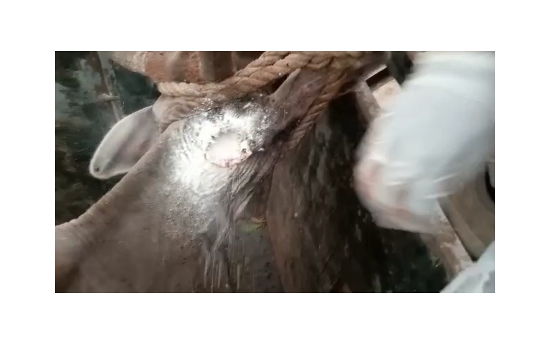 Gaumata ear maggots wounds Noida Gaumata ear maggots wounds Noida