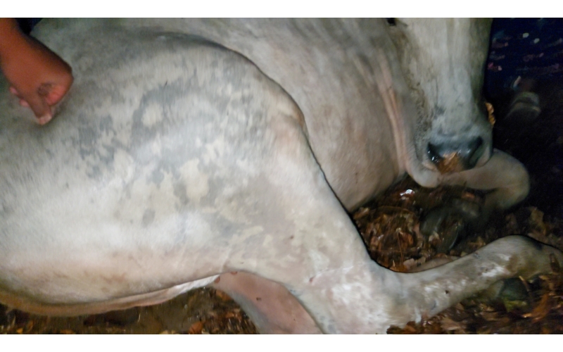 Gaumata,  high fever , sector 100 noida Gaumata,  high fever , sector 100 noida