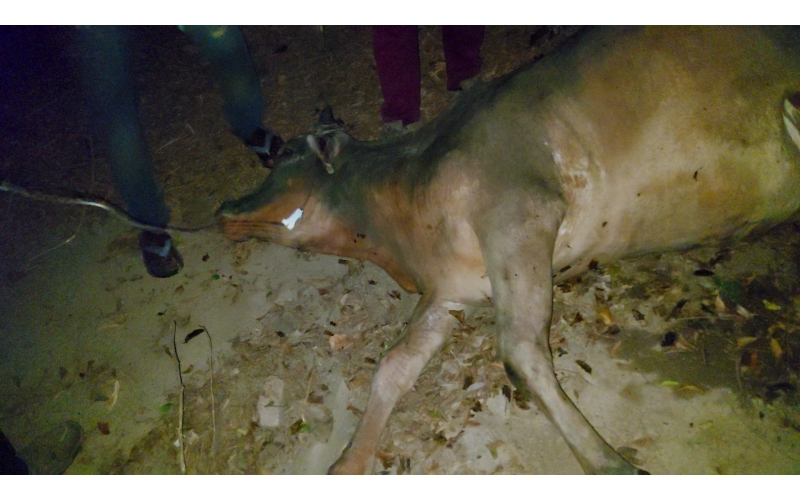 Gaumata,  high fever , sector 100 noida Gaumata,  high fever , sector 100 noida