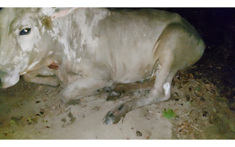 Gaumata,  high fever , sector 100 noida Gaumata,  high fever , sector 100 noida