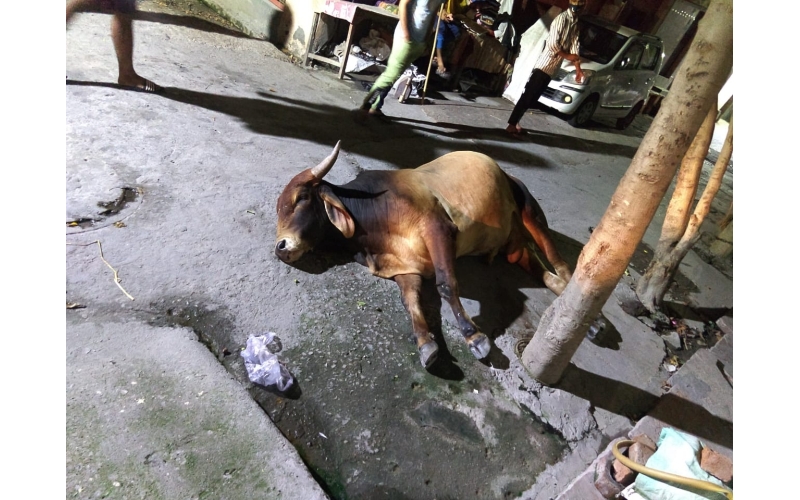 Nandi baba,  foot rot...