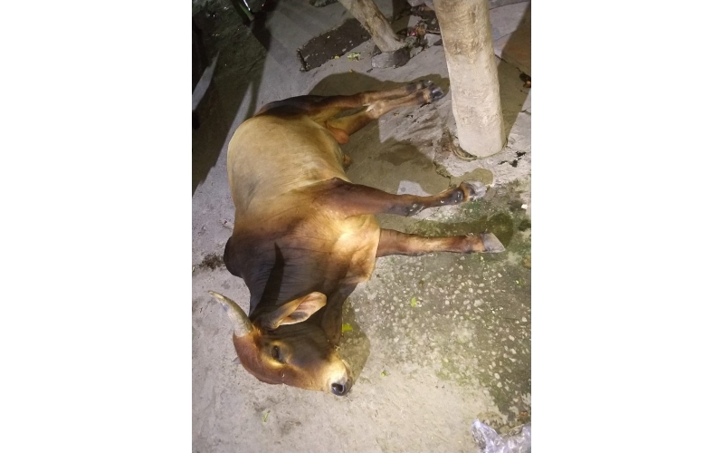 Nandi baba,  foot rot...