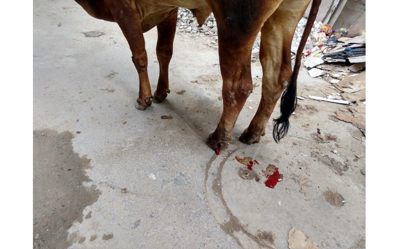 Nandi baba,  foot rot...