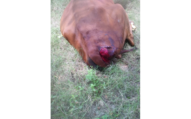 Gaumata Rear maggots wound Gaumata Rear maggots wound