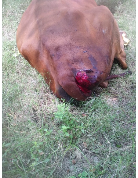 Gaumata Rear maggots wound