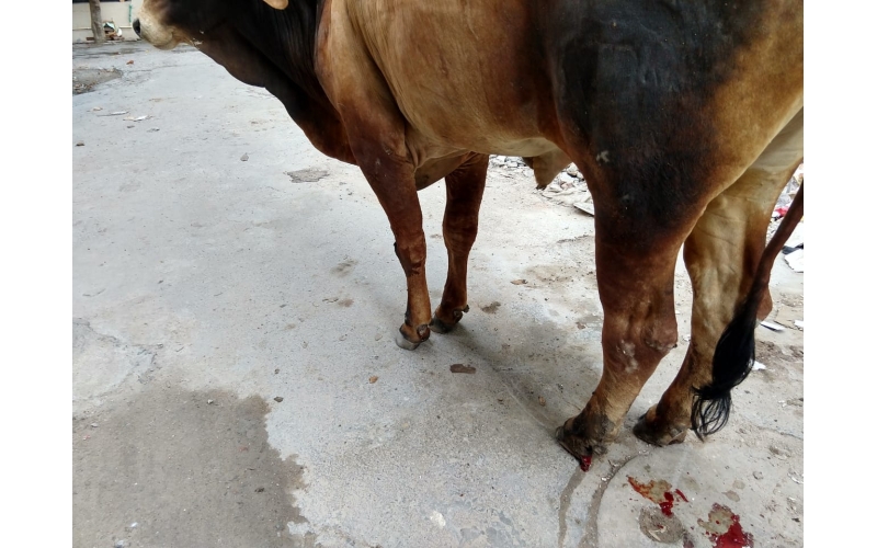 Nandi baba,  foot rot...