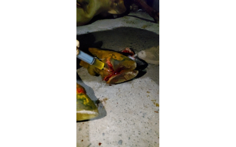 Nandi baba,  foot rot...