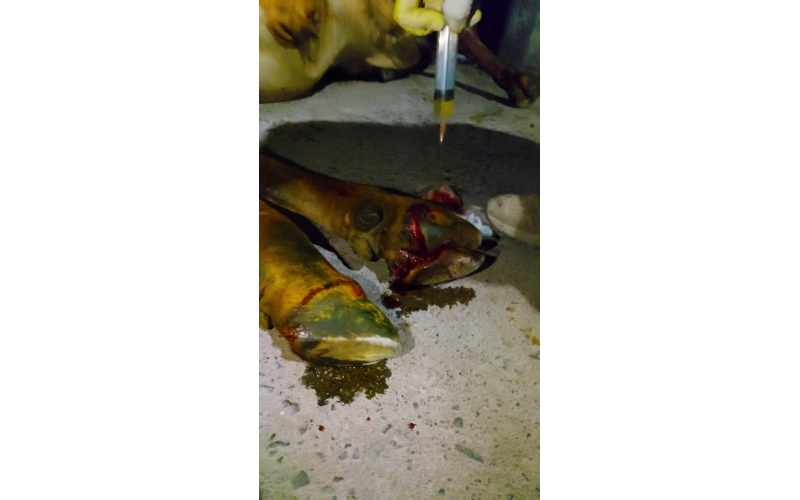 Nandi baba,  foot rot...