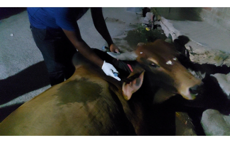 Nandi baba,  foot rot...