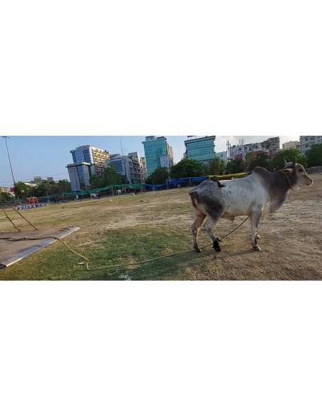 Nandi baba,  foot nail bleeding, sector 63 noida