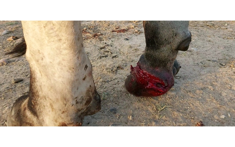 Nandi baba,  foot nail bleeding,... Nandi baba,  foot nail bleeding,...