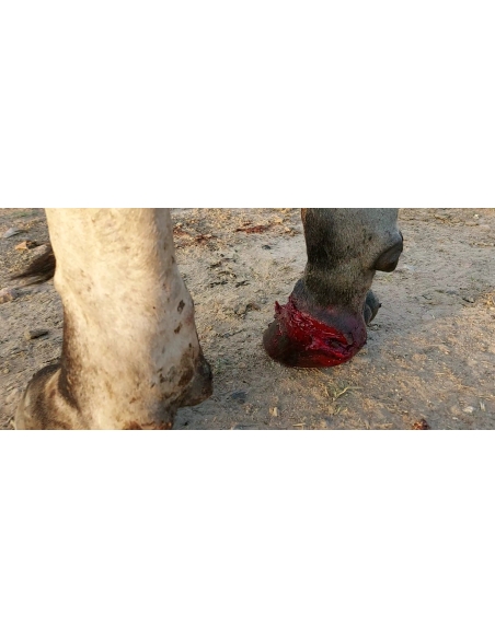 Nandi baba,  foot nail bleeding, sector 63 noida