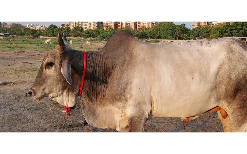 Nandi baba,  foot nail bleeding,... Nandi baba,  foot nail bleeding,...