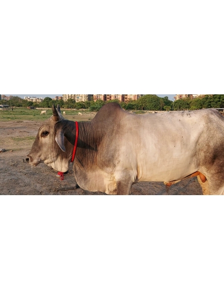 Nandi baba,  foot nail bleeding, sector 63 noida