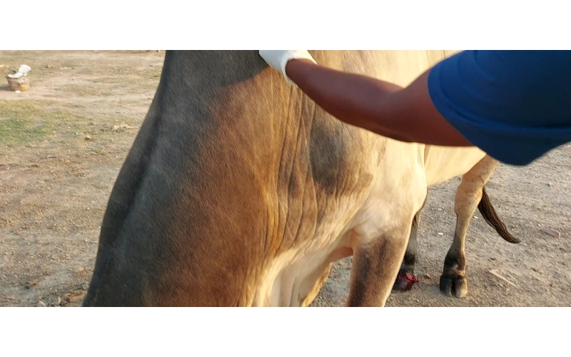 Nandi baba,  foot nail bleeding,... Nandi baba,  foot nail bleeding,...