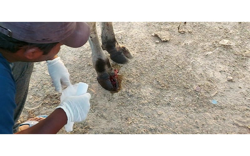 Nandi baba,  foot nail bleeding,... Nandi baba,  foot nail bleeding,...