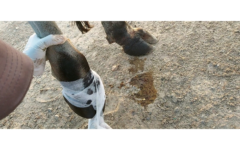 Nandi baba,  foot nail bleeding,... Nandi baba,  foot nail bleeding,...