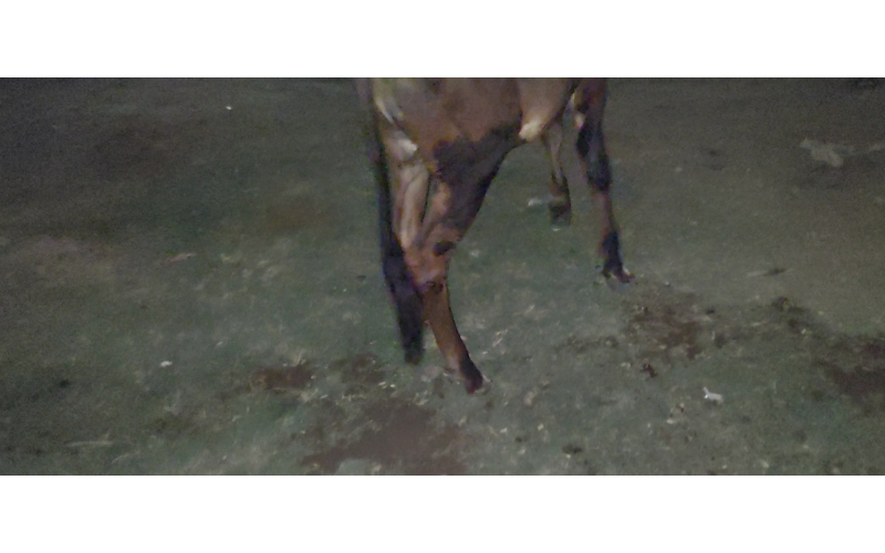 Gaumata baby fractured leg , sector...